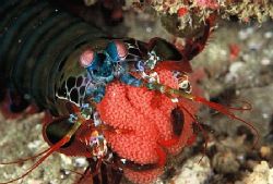 "Gaurding her Treasure"
Peacock Mantis Shrimp with eggs ... by Brian Welman 